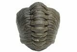 Wide, Enrolled Austerops Trilobite - Morocco #224111-2